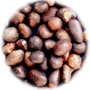 palm kernel nut